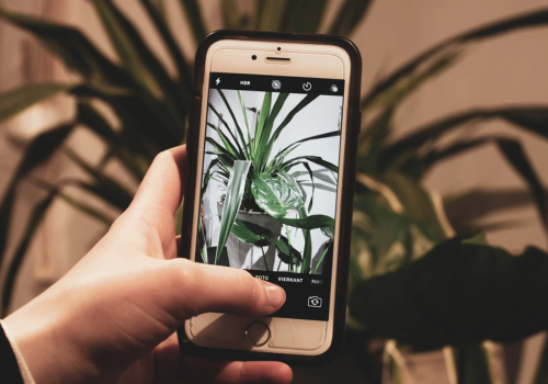 reconhecer plantas